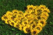 Faltkarte aus Herzen 98129 - quer Sonnenblumen 