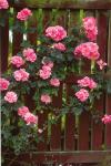 Faltkarte aus Blumen 98370 - hoch rosa Blumen 