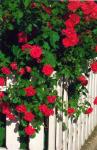 Faltkarte aus Blumen 98370 - hoch rote Blumen 