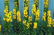 Faltkarte aus Blumen 98370 - quer gelbe Blumen 