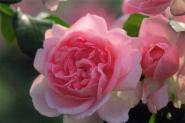 Faltkarte aus Rosen 98373 - quer zwei rosa Rosen 