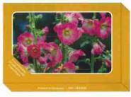 Grußkartenbox-Sommerblumen 