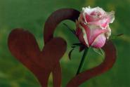 Faltkarte aus 98808 - Herzen - quer rosa Rose 