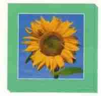 Grußkarten-Kassette - Sonnenblumen 