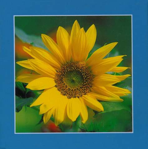 Grußkarten-Kassette-Sonnenblumen 