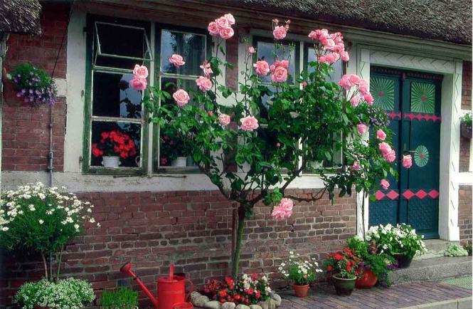 Faltkarte aus Norddeutsche Türen 98795 - Rosenbäumchen rosa 